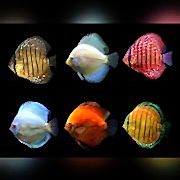 Discus Karma Yem Paketi