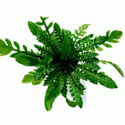 Rorippa Aquatica Saksı Canlı Bitki