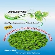 Hops Bitki Tohumu Hemianthus Callitrchoides Cuba