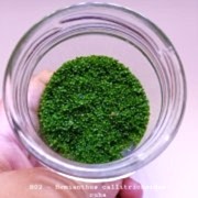 Hemianthus Callitrichoides Cuba In Vitro 200cc