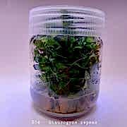Staurogyne repens In Vitro 200cc