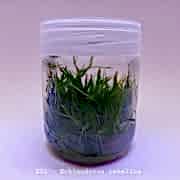 Echinodorus tenellus In Vitro 200cc