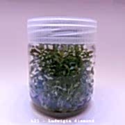 Ludwigia diamond In Vitro 200cc