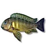 Tropheus Karma Yem Paketi