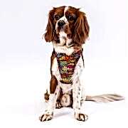 Pawstar Air-Mesh Wow Köpek Göğüs Tasması 2XS Beden