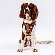 Pawstar Air-Mesh Wow Köpek Göğüs Tasması S Beden