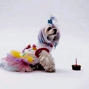 PawStar Happy Birthday Köpek Elbisesi S Beden